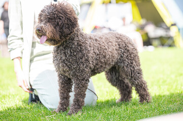 Pies Lagotto romagnolo © Grzegorz
