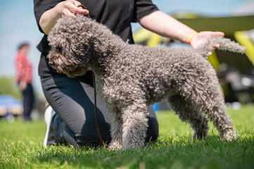 Pies Lagotto romagnolo © Grzegorz