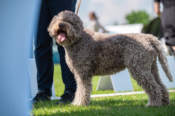Pies Lagotto romagnolo © Grzegorz