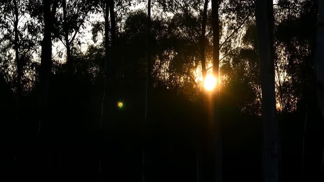 Trees with a Glowing Sunset in the Background Creating a High-Contrast Silhouette Effect in a Forest