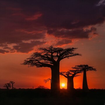Magnificent baobab trees silhouetted against a dramatic African sunset. Warm golden light creates an unforgettable landscape perfect for travel, wildlife, adventure, conservation, and nature storytell