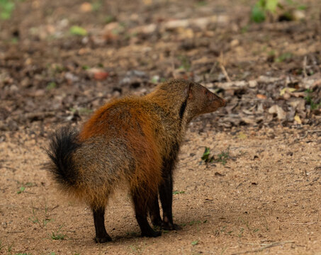 Stripe-necked Mongoose Standing Alert on Dry Forest Floor in Sri Lanka