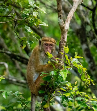 Toque Macaque Clinging to Tree in Wet Zone Rainforest Sri Lanka