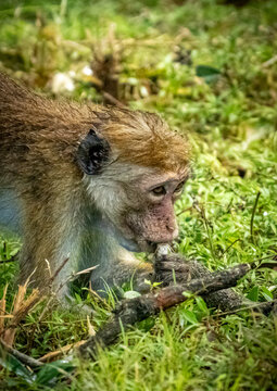 Toque Macaque Feeding on the Forest Floor in Sri Lanka