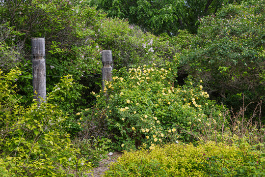 Rosa Harison's Yellow also called Oregon Trail Rose of Yellow Rose of Texas blooming among big wooden posts at Meditation Garden in Forestry Farm Park in Saskatoon, Saskatchewan, Canada.