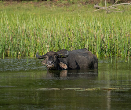 Wild Water Buffalo Standing in Shallow Wetland Grassland Sri Lanka