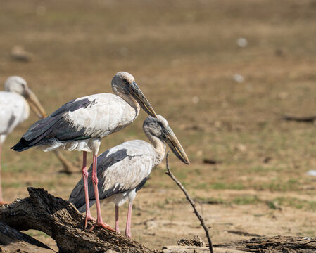 Asian Openbill Storks Resting on Driftwood in a Dry Zone Wetland Sri Lanka