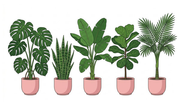 Premium tropical house plants in pink pots vector illustration