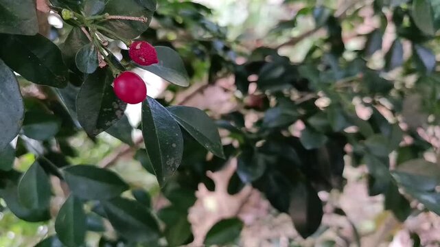 Ripe Orange Jasmine Fruit (Murraya paniculata) on Tropical Shrub