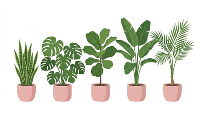 Fototapeta premium Indoor ornamental plants in pink pots modern vector illustration