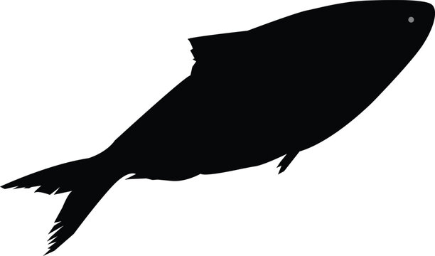 Black silhouette of a fish on a white background simple aquatic animal illustration