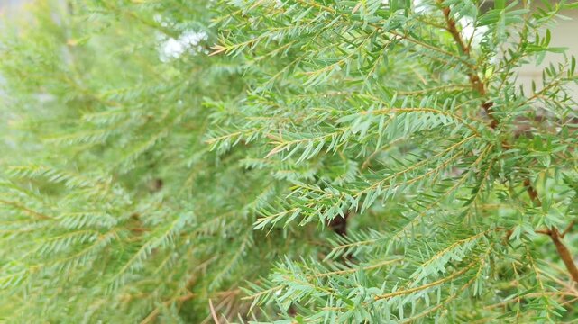 Green leaves background with fresh pine tree branch texture and natural plant bush pattern for summer eco wallpaper concept