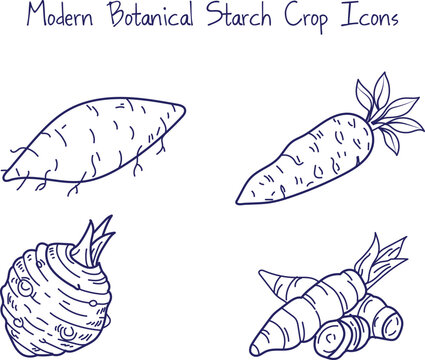 Modern botanical starch crop icons, hand-drawn vector sketch set, organic yam, carrot, celeriac and ginger.
