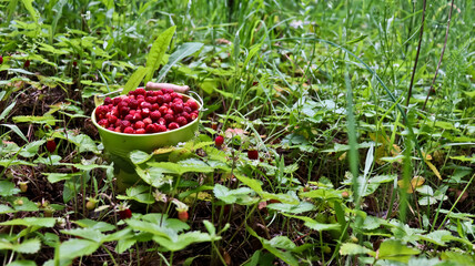 Ripe red wild strawberries in a small metal bucket . fragrant forest juicy wild strawberries in a small metal bucket with standing among berry bushes A small bucket of wild strawberries. Bucket green, © Мария Мария