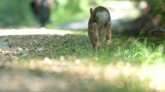 Wild rabbit eating grass gets startled and hops away on a path with an approaching bicycle