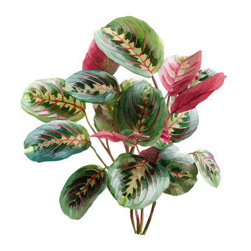Prayer Plant watercolor artwork, high-quality professional vector illustration isolated on a white background.