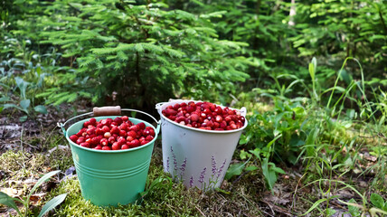 Ripe red wild strawberries in a small metal bucket . fragrant forest juicy wild strawberries in a small metal bucket with standing among berry bushes A small bucket of wild strawberries. Bucket green, © Мария Мария