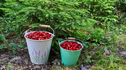 Ripe red wild strawberries in a small metal bucket . fragrant forest juicy wild strawberries in a small metal bucket with standing among berry bushes A small bucket of wild strawberries. Bucket green, © Мария Мария