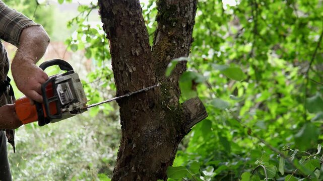Partial worker at left cuts tree trunk with chainsaw in dense woodland garden setting, while sawdust sprays, bark texture shows, bright foliage fills background, and trimmed