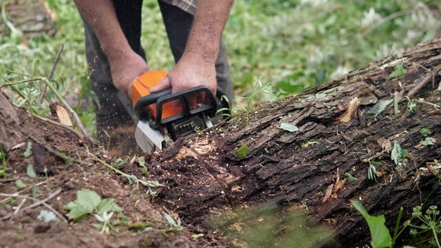 Outdoor forestry scene shows worker using chainsaw on fallen tree trunk near center foreground, with dirty hands, rough bark, fresh wood chips, branches, green undergrowth, soft