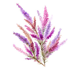 Fototapeta premium Heather watercolor artwork, high-quality professional vector illustration isolated on a white background.