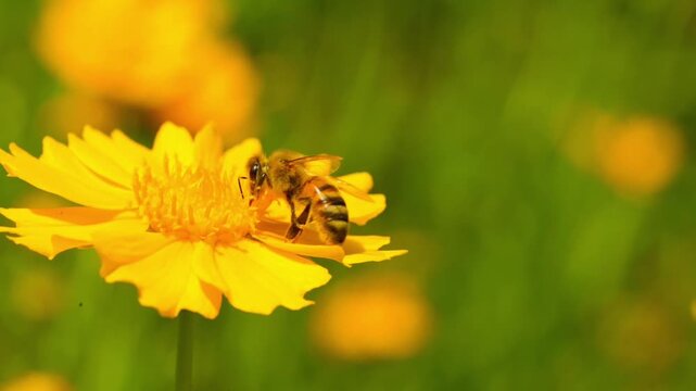 The honey bee collects pollen from a Lanceleaf Coreopsis flowers Collects nectar