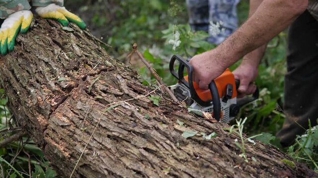 Close-up woodland labor scene shows orange chainsaw cutting fallen trunk while gloved hands steady heavy log, with rough bark, soft daylight, and forest floor detail