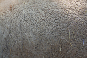 Light llama wool texture background, soft natural fur close-up © Butterfly2023