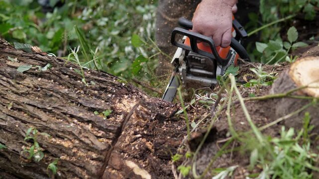 Close low view of hand guiding orange and silver chainsaw into fallen tree trunk, with rough bark, fresh sawdust, cut wood, soil, leaves, grass, blurred green woodland, natural