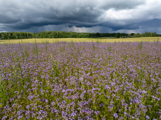 Fototapeta premium Purple phacelia flower field and golden grain beneath dramatic storm clouds in rural Latvia
