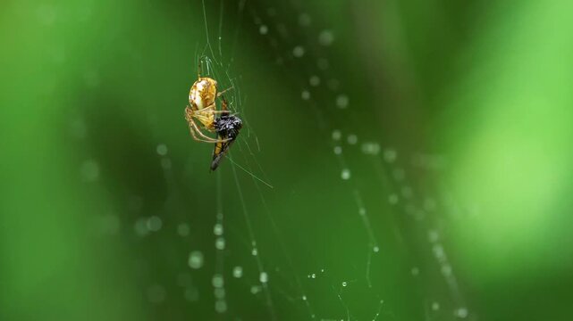 Orb-Weaver Spider Catching and Wrapping Insect Prey in Web