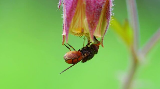 Common Snout Hoverfly (Rhingia campestris) Feeding on Nectar of a Purple Avens (Geum rivale) Flower Super Macro
