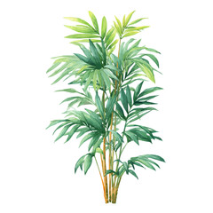 Fototapeta premium Parlor Palm watercolor drawing vector, premium quality illustration on a clean white background.