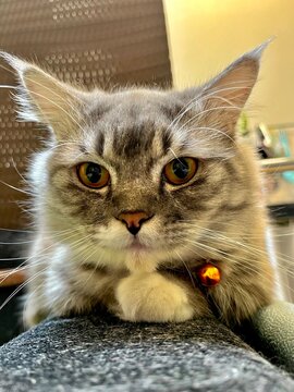 munchkin cat, the pose is resting its chin. relaxed and cozy