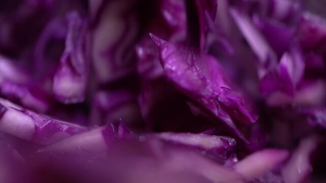 Red cabbage cabbage slicing knife hand wooden chopping board kitchen cooking vegetable food ingredient 적양배추 양배추 적채 칼 칼질 손 도마 주방 요리 채소 야채 식재료 음식 한식 썰기 다지기