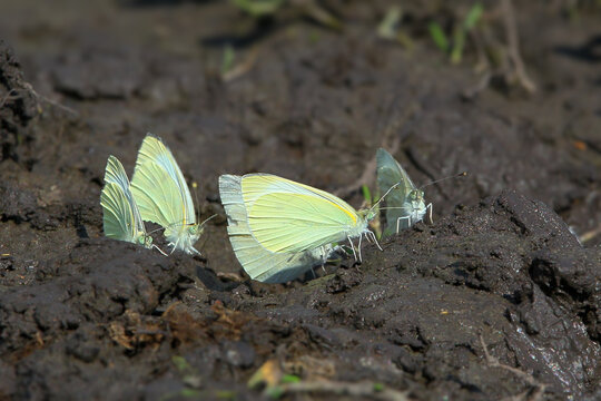 A small group of Green-veined White butterflies [Pieris napi] drinking from damp muddy ground.