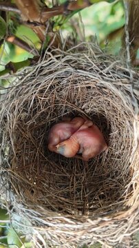 Close-up view of two newly hatched Yellow-vented Bulbul (Pycnonotus goiavier) chicks resting together inside a carefully woven nest made of dry grass and twigs. The hatchlings are featherless, with pi