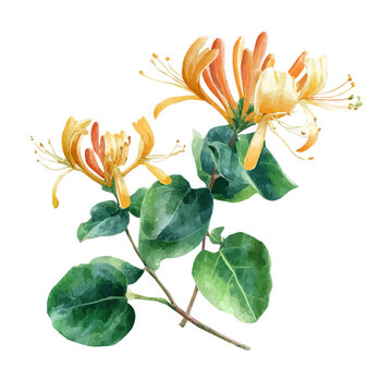 Honeysuckle watercolor artwork, high-quality professional vector illustration isolated on a white background.