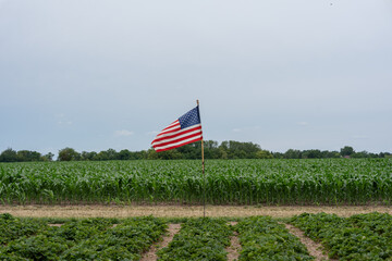 American flag waving over a green corn field on a rural farm. © Olha Semeniv