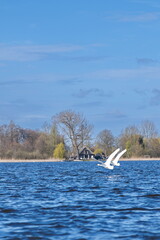 Naklejka premium Elegant white swan swimming in a lake with a distant village house background.