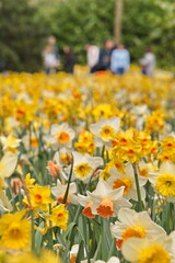 Fototapeta premium Vast field of blooming yellow and white daffodils in a spring park.