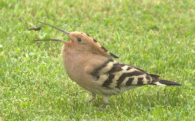 Huppe fasciée se régale © Image'In Photo