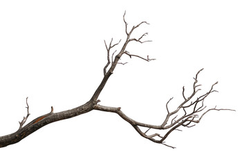 Fototapeta premium Dry, skeletal tree branch with cracked bark, experiencing natural decline and aging, on a transparent background