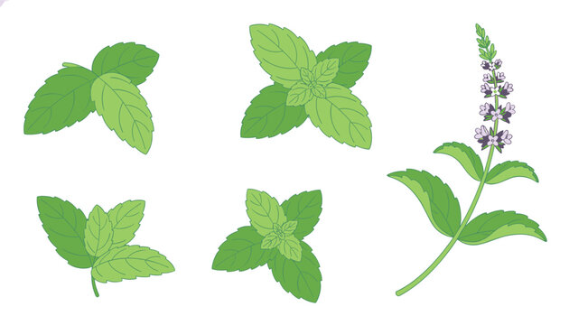 Fresh green organic mint and peppermint leaf bundles with a purple flower branch isolated on white background.