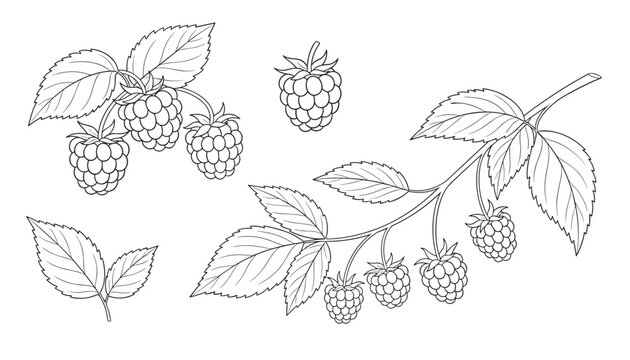 Raspberry branch hand drawn vector line art illustration collection with berries and leaves on a white background.