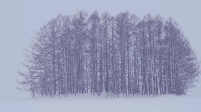 北海道　冬のマイルドセブンの木