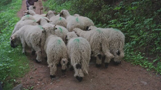 Herd of valais blacknose sheep walking along a dirt path in zermatt, switzerland
