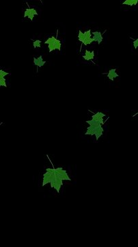green maple leaves falling on alpha channel 4k loopable animation, realistic leaf on transparent background,nature and environment overlay vertical social media motion design element