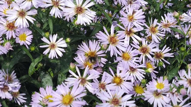 Alpine Aster bushes in the city in summer. Beautiful flowers, flower bed. Bee on flowers. Bumblebee flight
