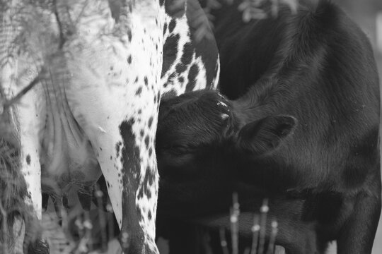 Close-up of a calf nursing from a spotted cow on a farm
